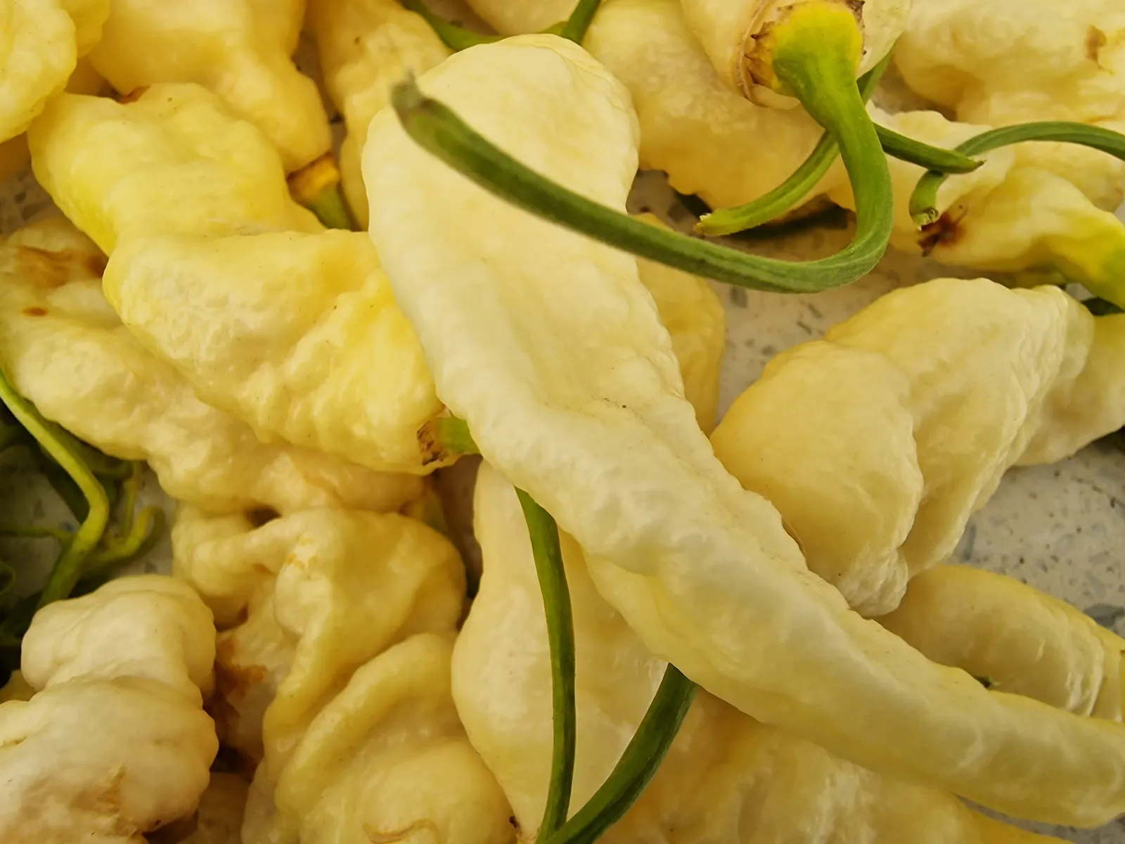 Bhut Jolokia White JW Chilli Seeds - Image 5