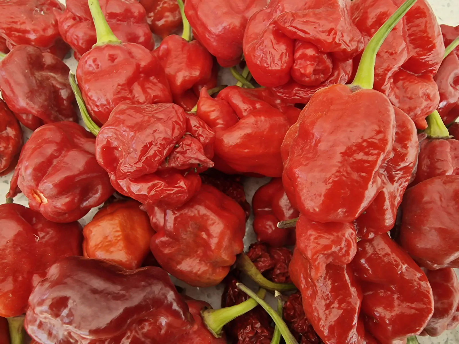 Wolf Red Chilli Seeds - Image 7