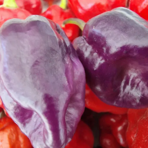 Wolf Red Chilli Seeds