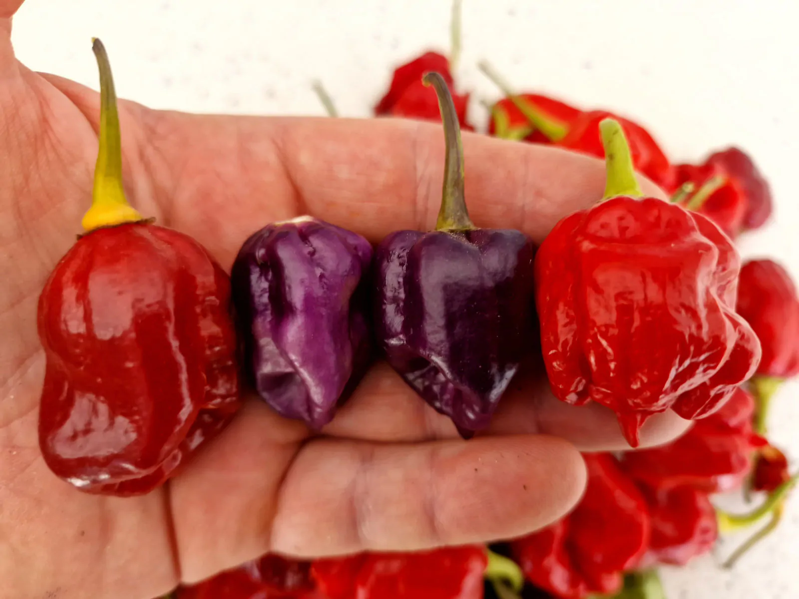 Wolf Red Chilli Seeds - Image 5