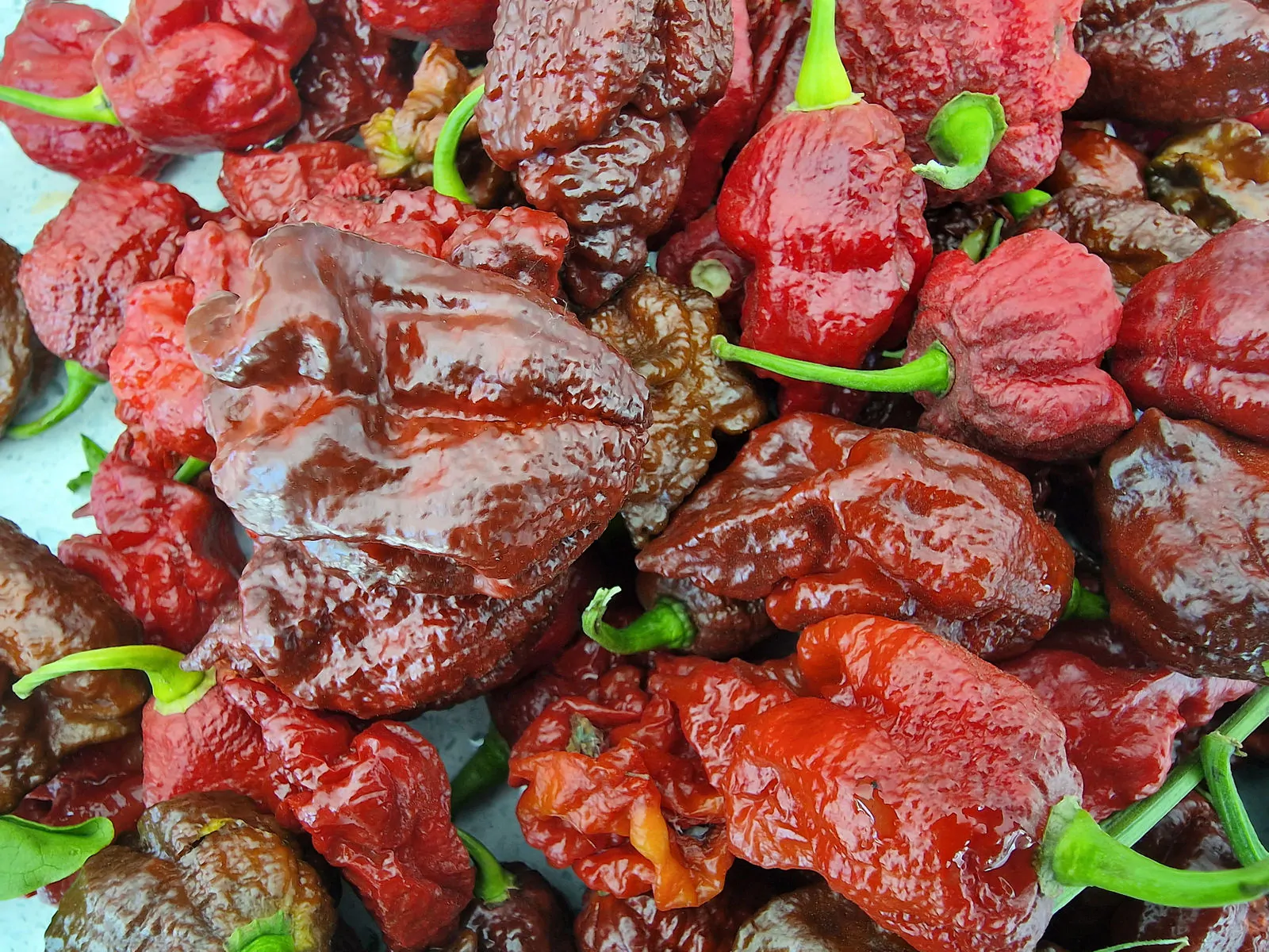 Chocolate Bhutlah CS Pepper Chilli Seeds - Image 4