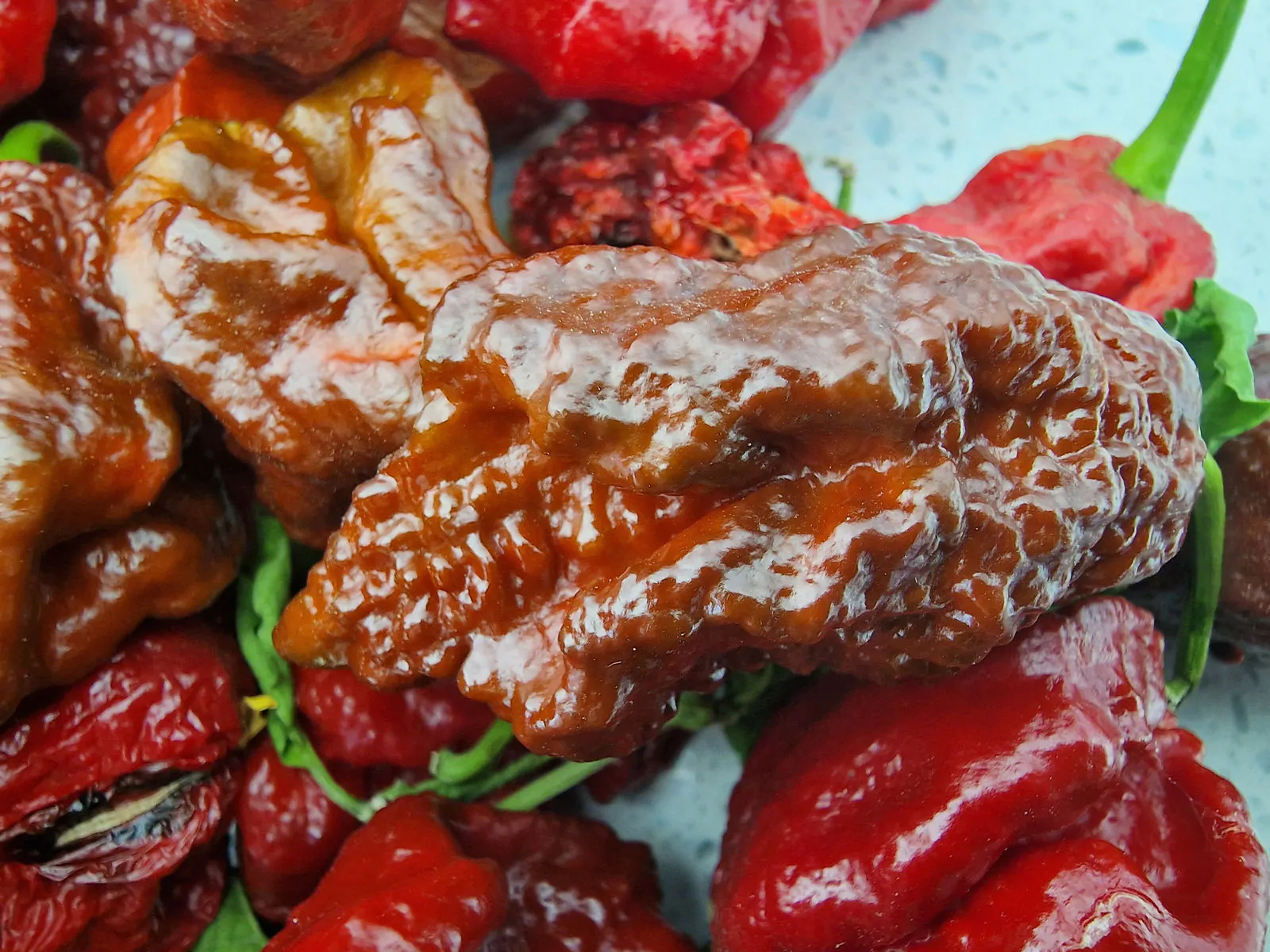 Chocolate Bhutlah CS Pepper Chilli Seeds - Image 5