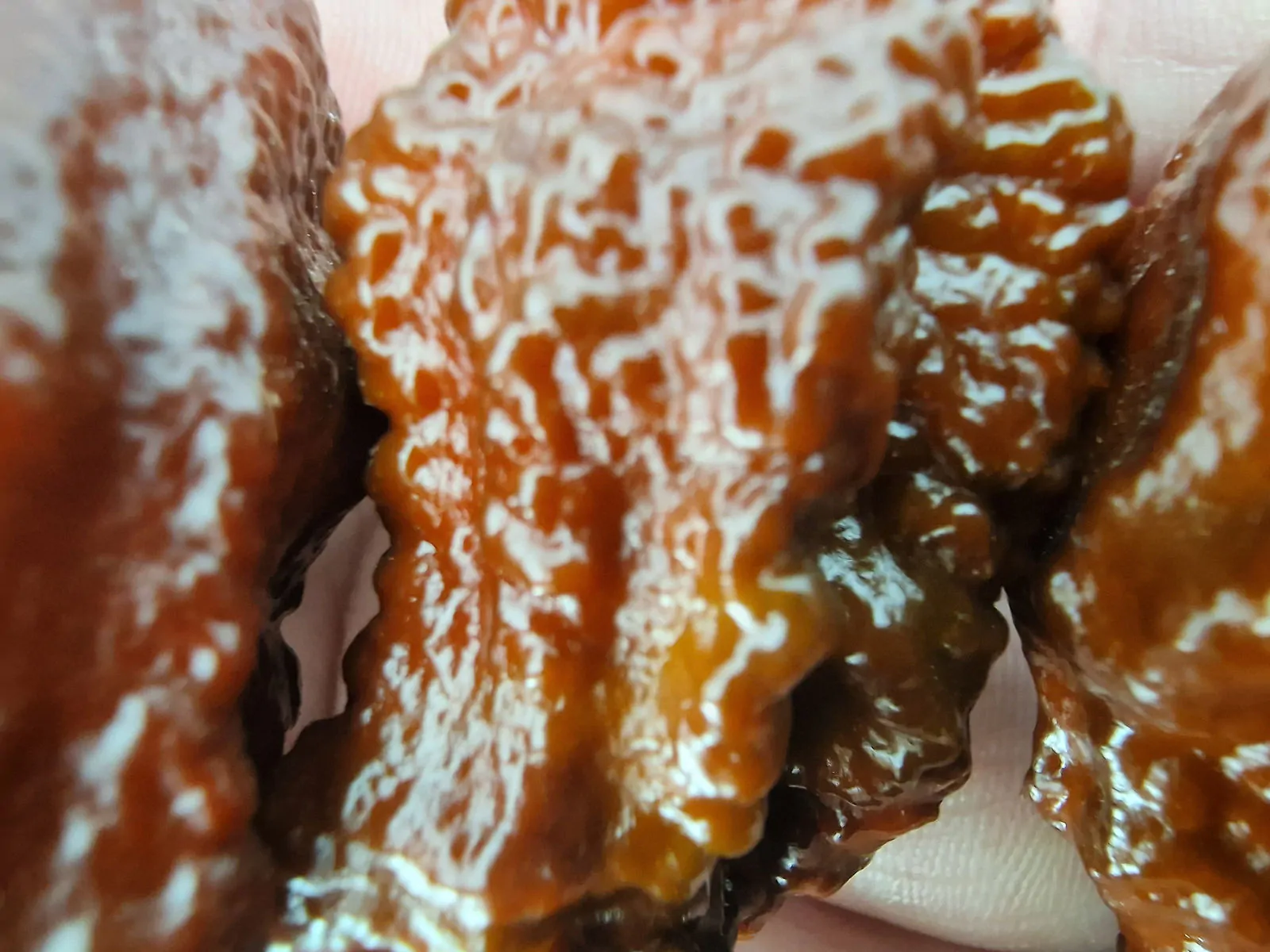 Chocolate Bhutlah CS Pepper Chilli Seeds - Image 6