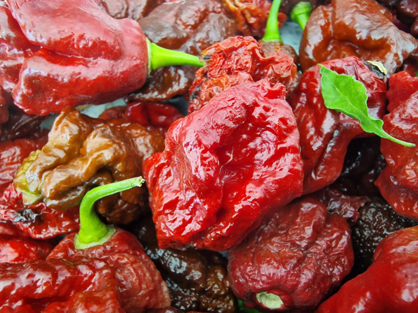 Chocolate Bhutlah CS Pepper Chilli Seeds - Image 7