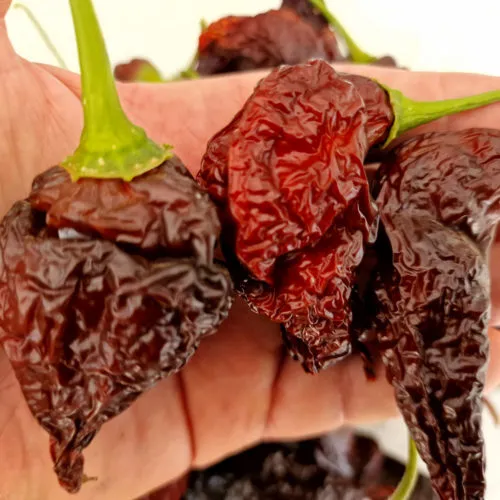 Aji Panca Peru Chilli Seeds