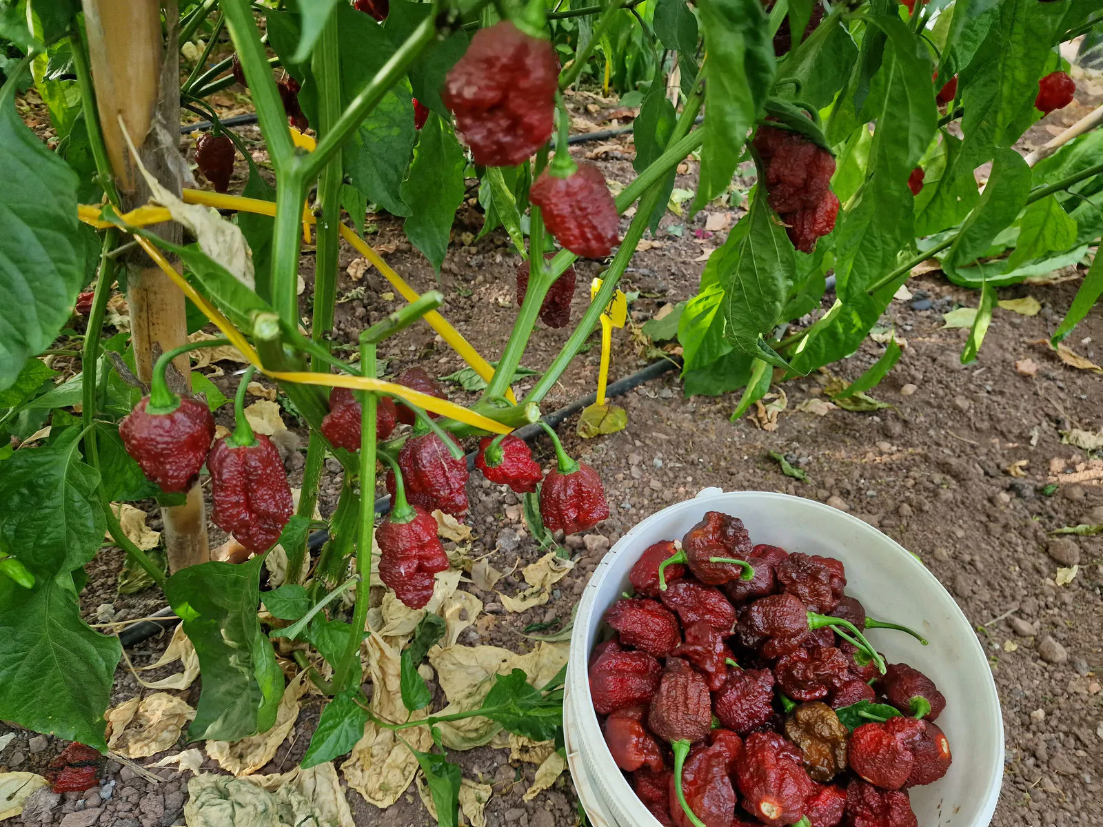 Apocalypse Chocolate Chilli Seeds - Image 5