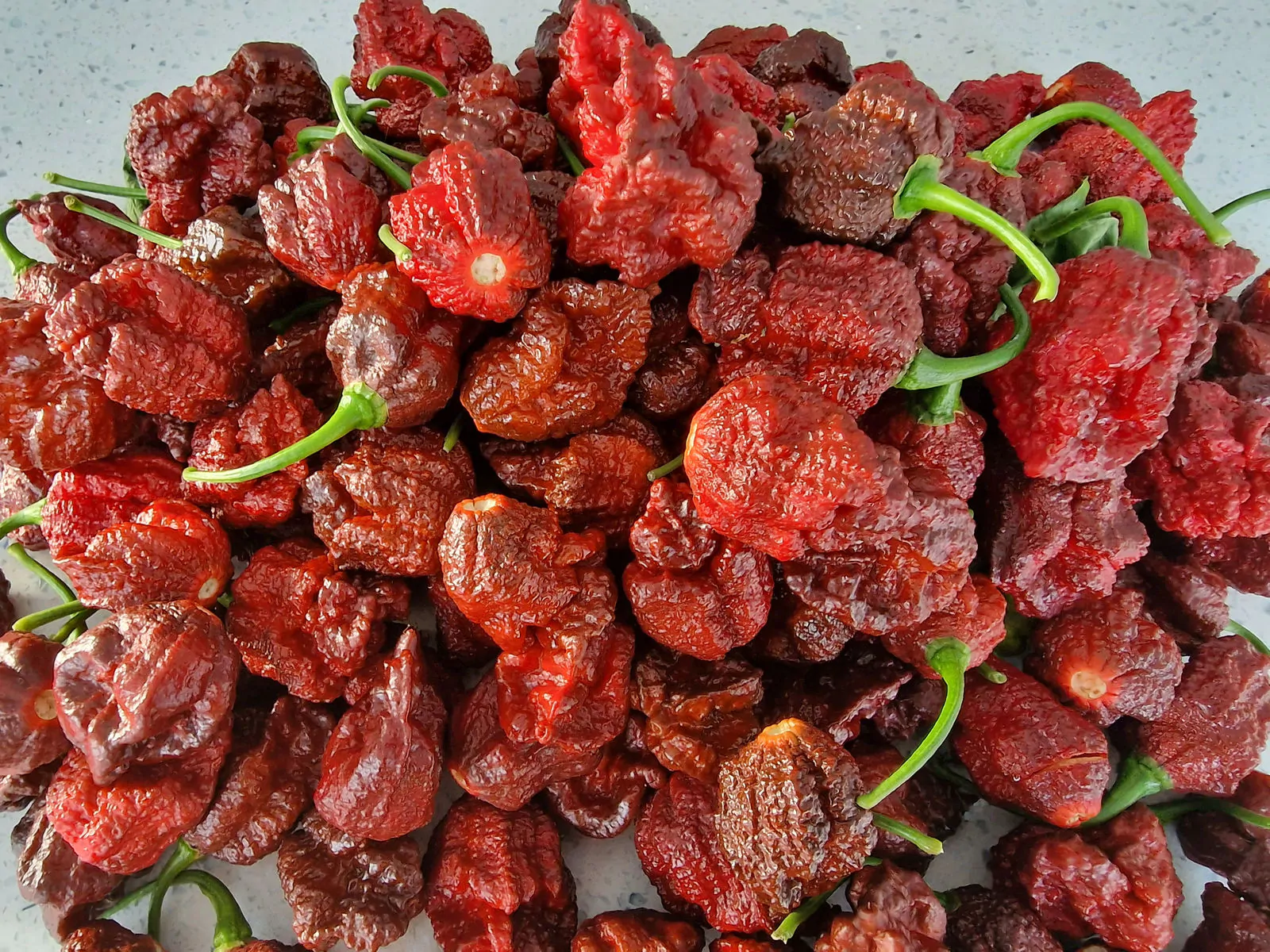 Apocalypse Chocolate Chilli Seeds - Image 2