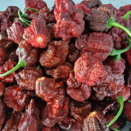 Apocalypse Chocolate Chilli Seeds