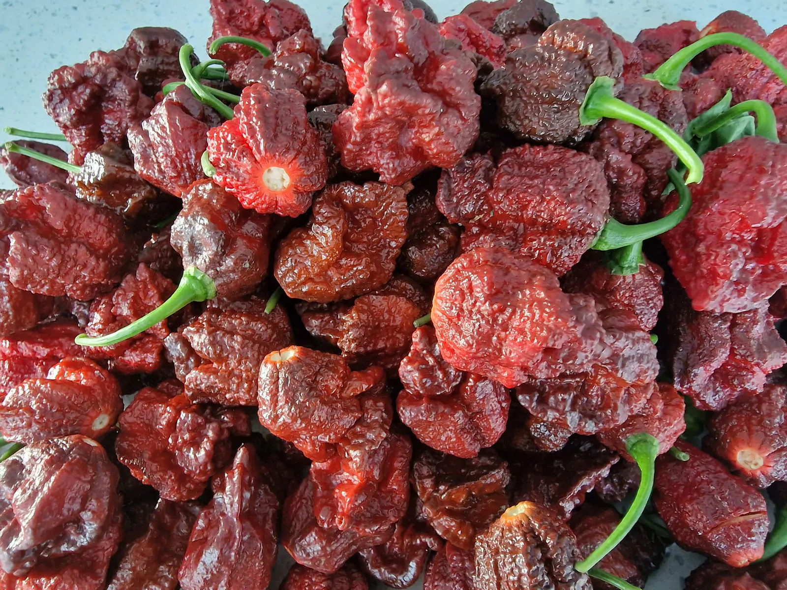 Apocalypse Chocolate Chilli Seeds