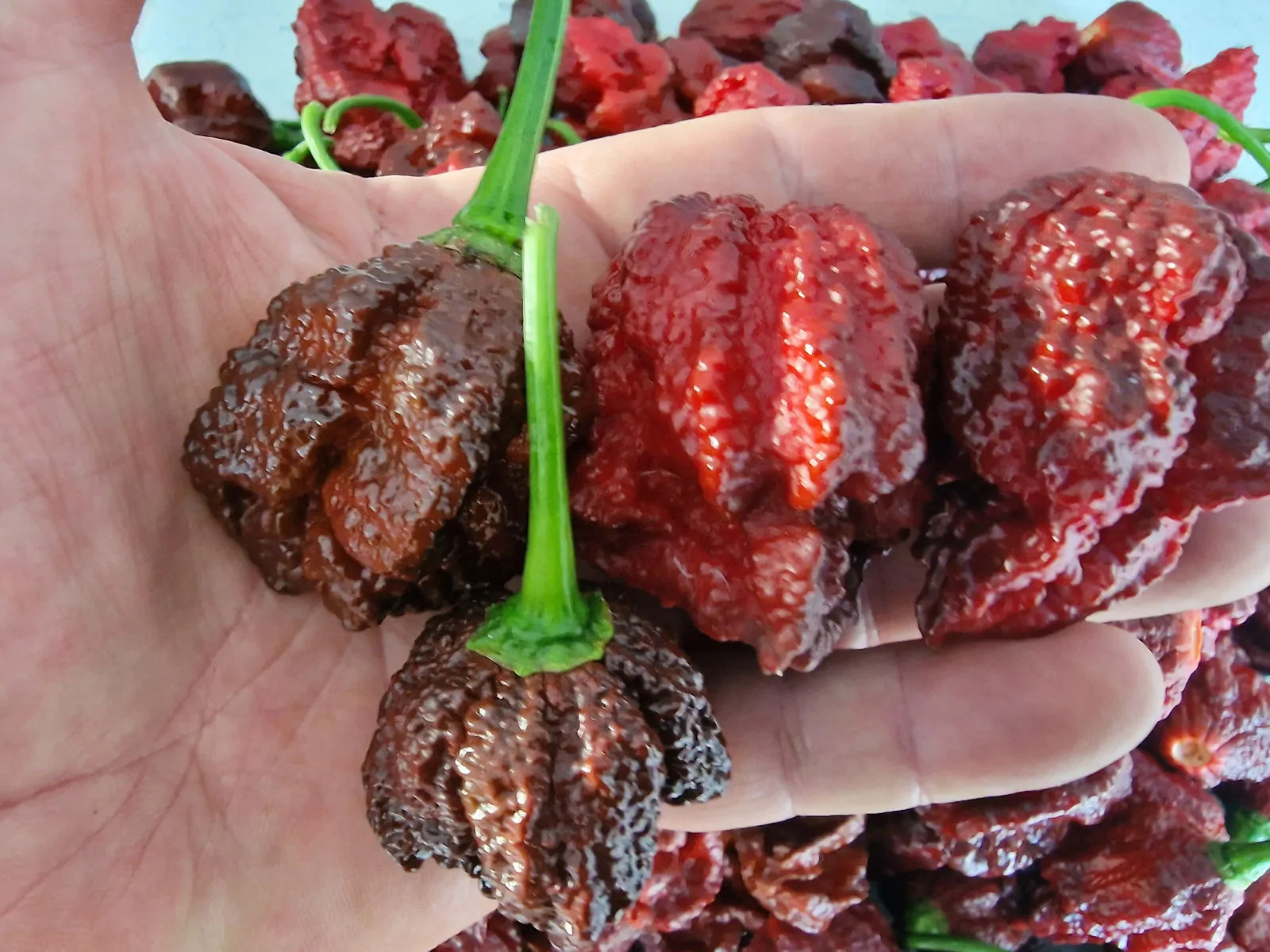 Apocalypse Chocolate Chilli Seeds - Image 4