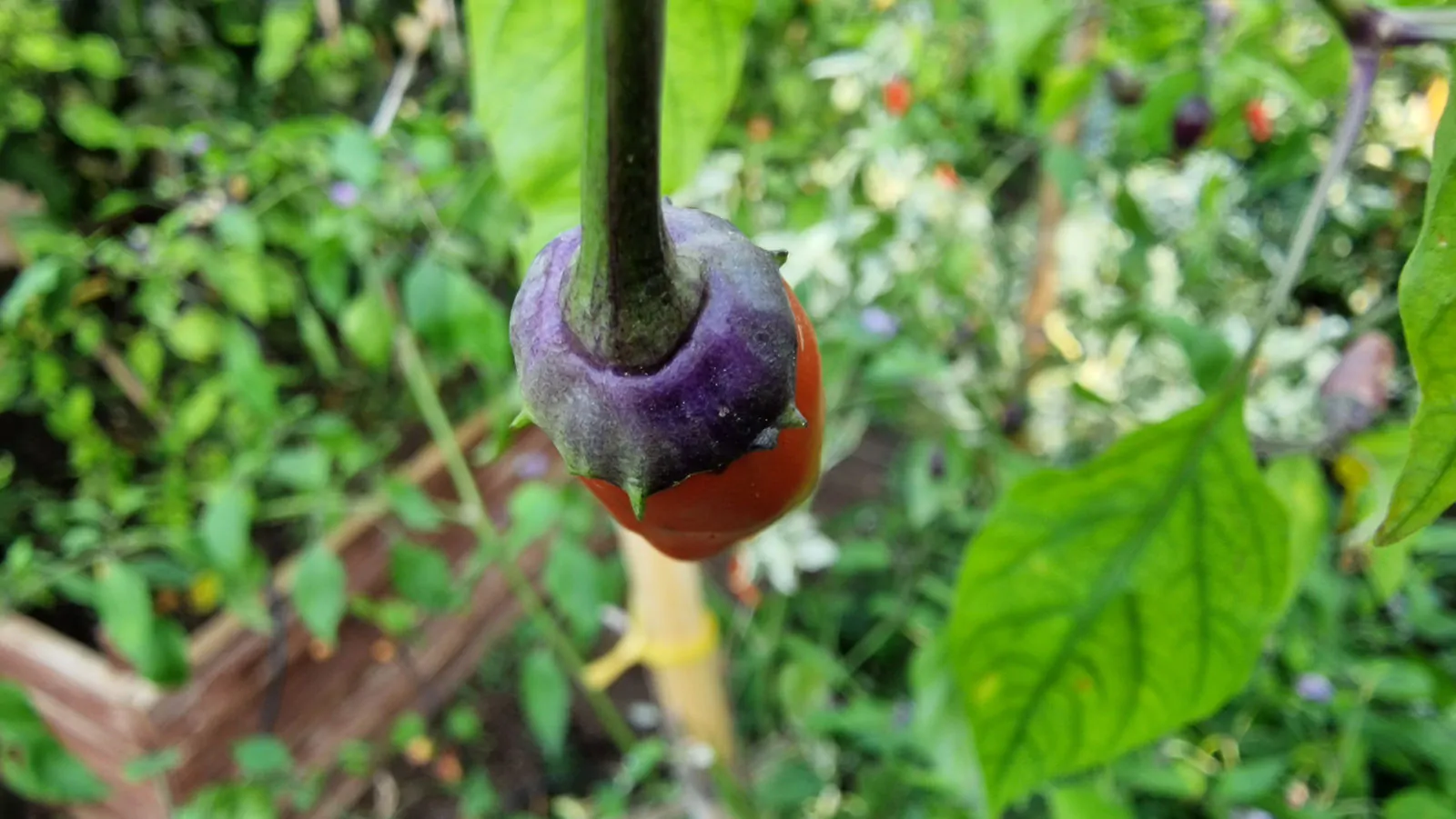 Purple Bleeder Chilli Seeds - Image 2