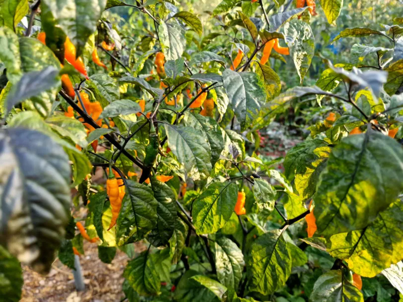 Orange Tiger Chilli Seeds - Image 13
