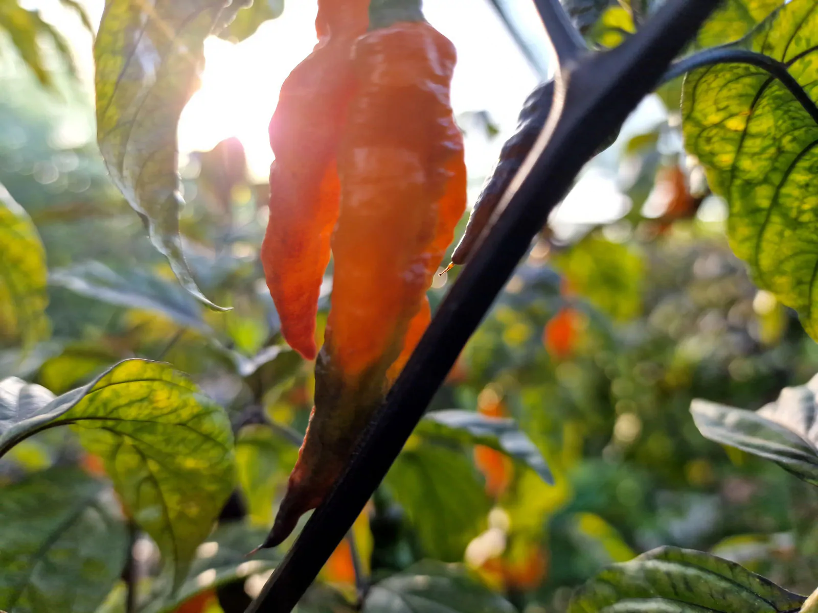 Orange Tiger Chilli Seeds - Image 4