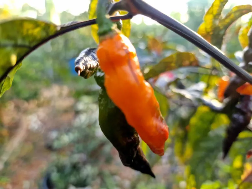 Orange Tiger Chilli Seeds - Image 7