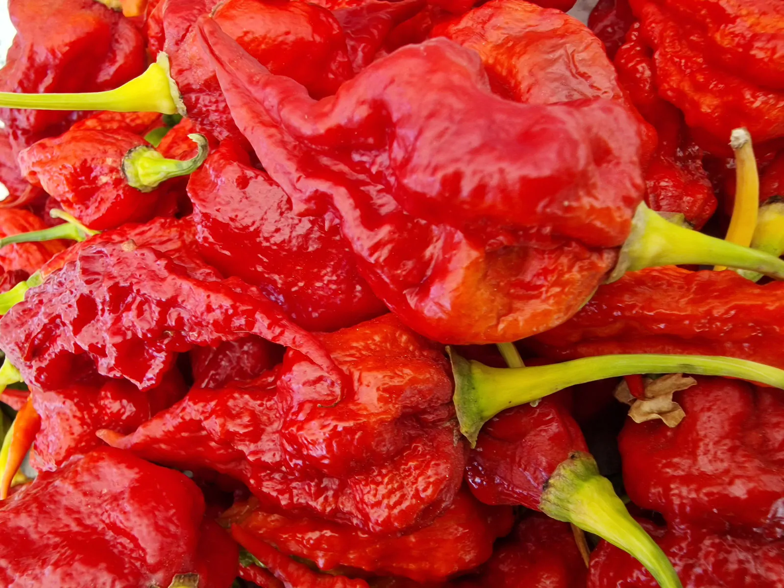 Gasoline Chilli Seeds - Image 7