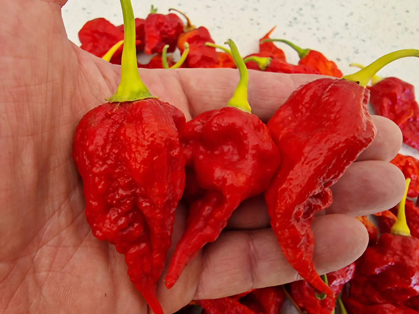 Gasoline Chilli Seeds - Image 9