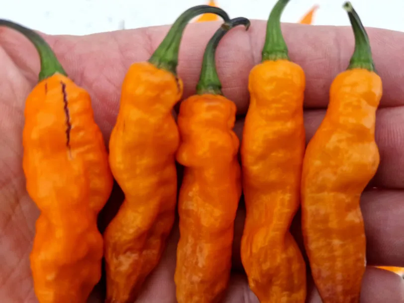 Orange Tiger Chilli Seeds