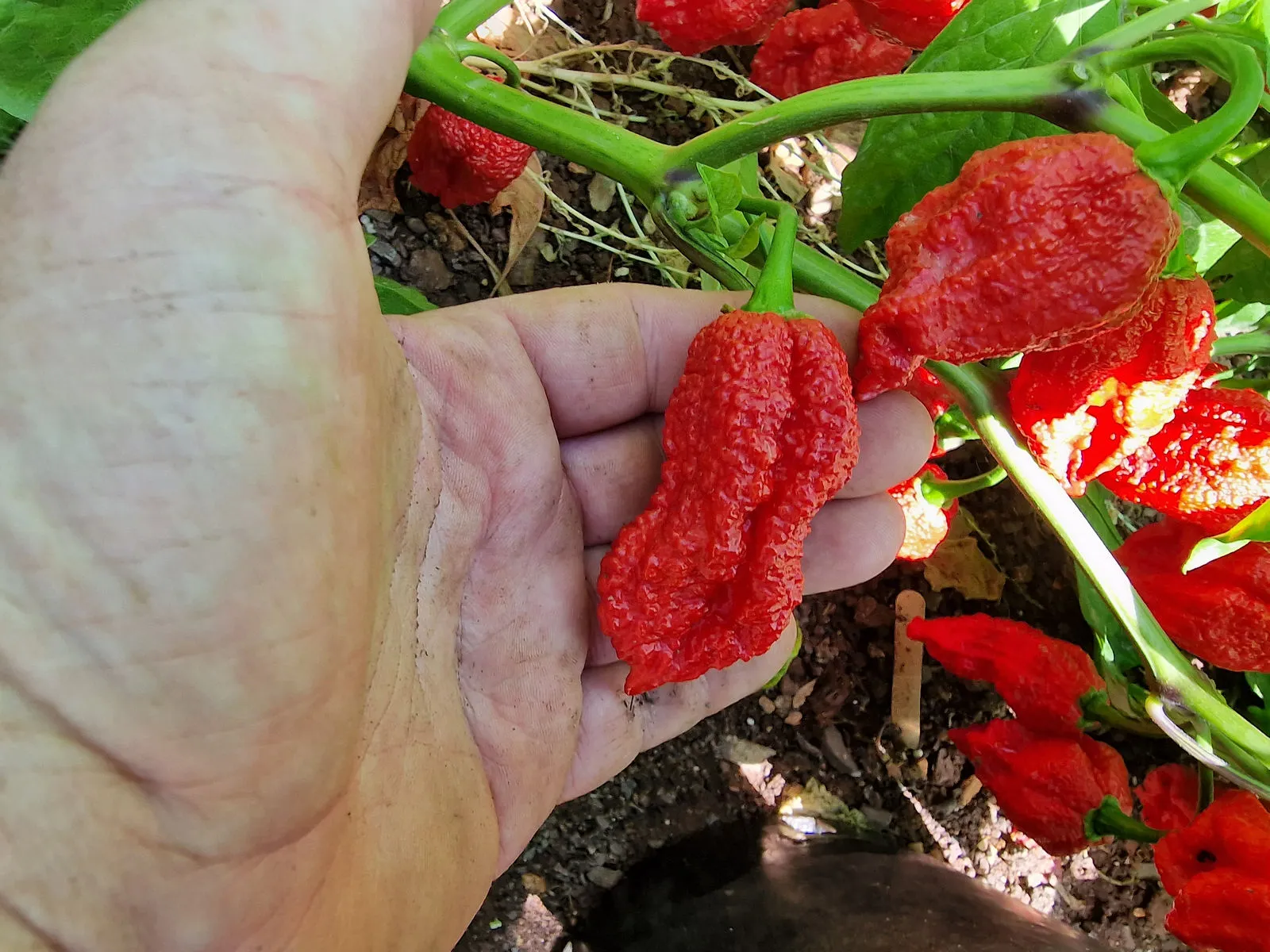 Big Red Mama Chilli Seeds - Image 7