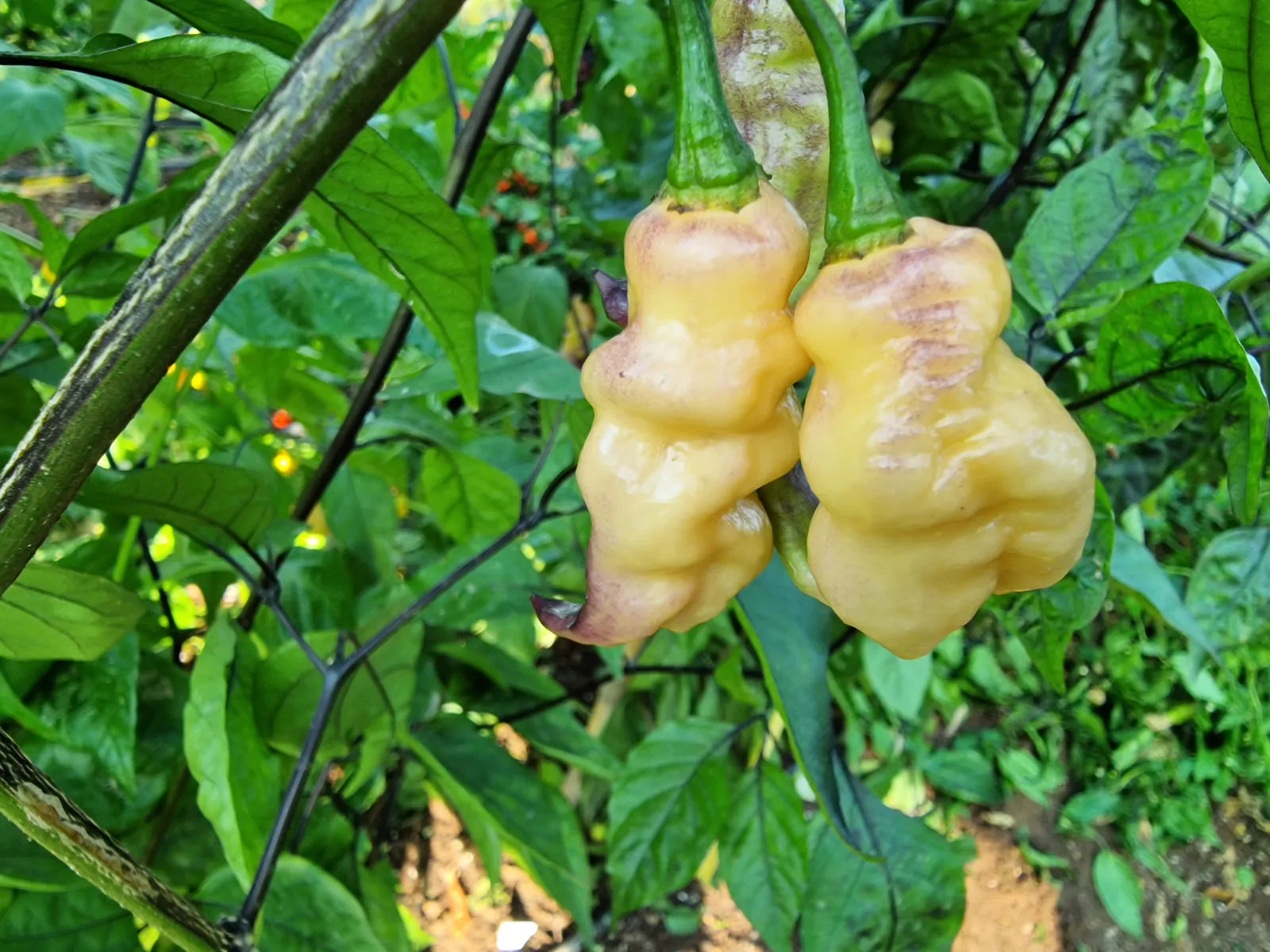 Thors Thunderstorm Chilli Seeds - Image 4