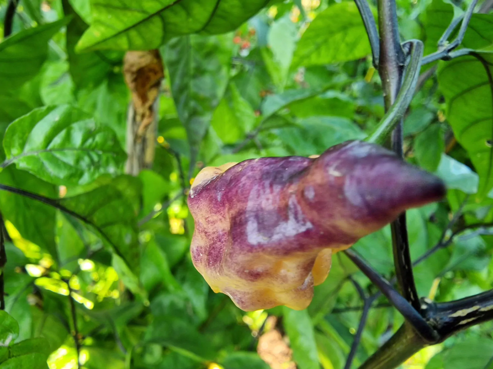 Thors Thunderstorm Chilli Seeds - Image 5