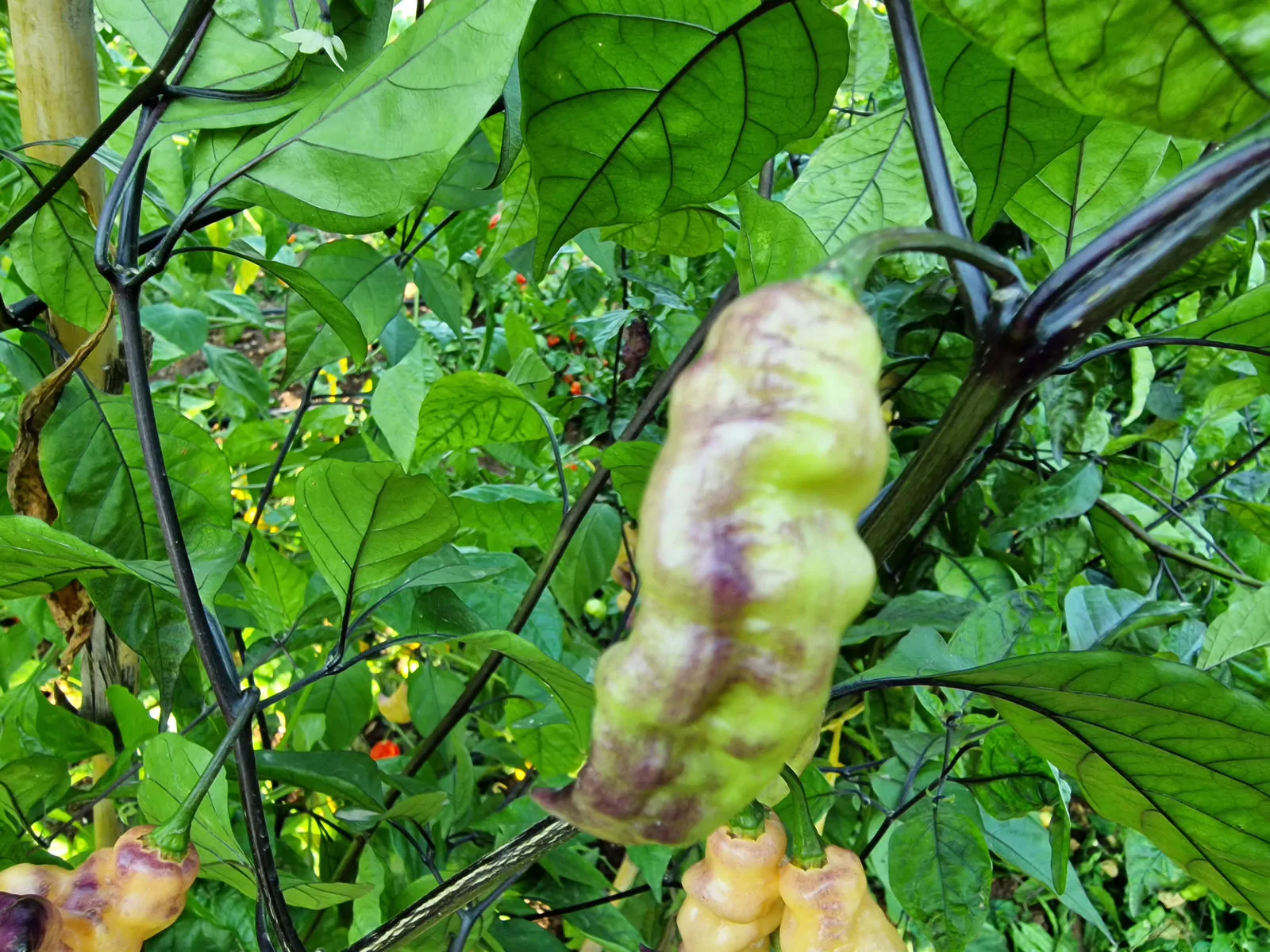 Thors Thunderstorm Chilli Seeds - Image 6