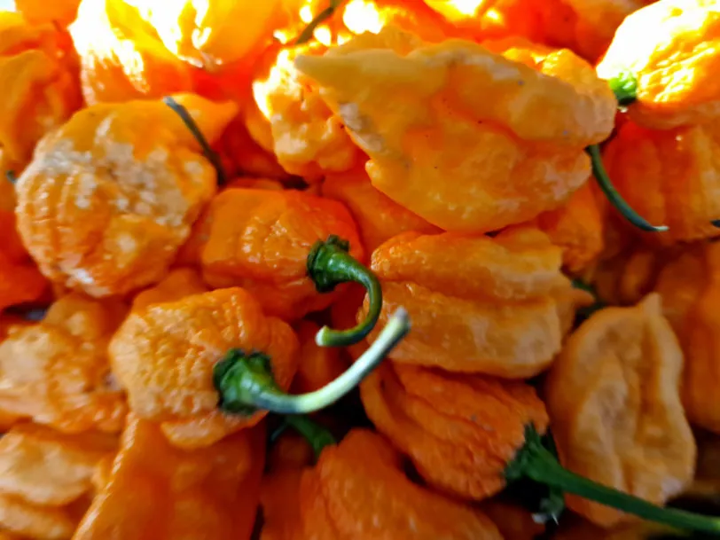 Ghost Yaki Orange Chilli Seeds - Image 5