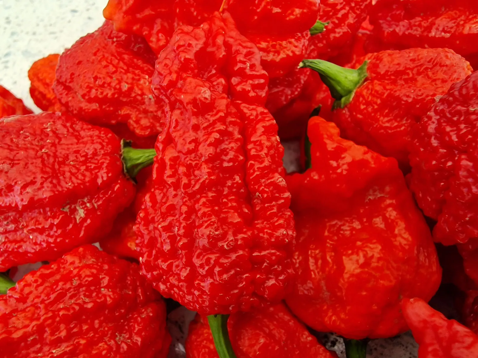 Big Red Mama Chilli Seeds - Image 4