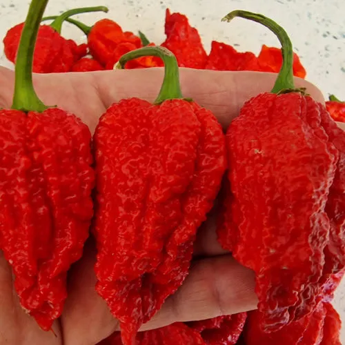 Big Red Mama Chilli Seeds
