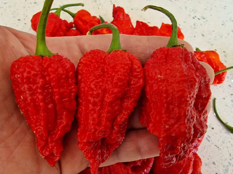 Big Red Mama Chilli Seeds