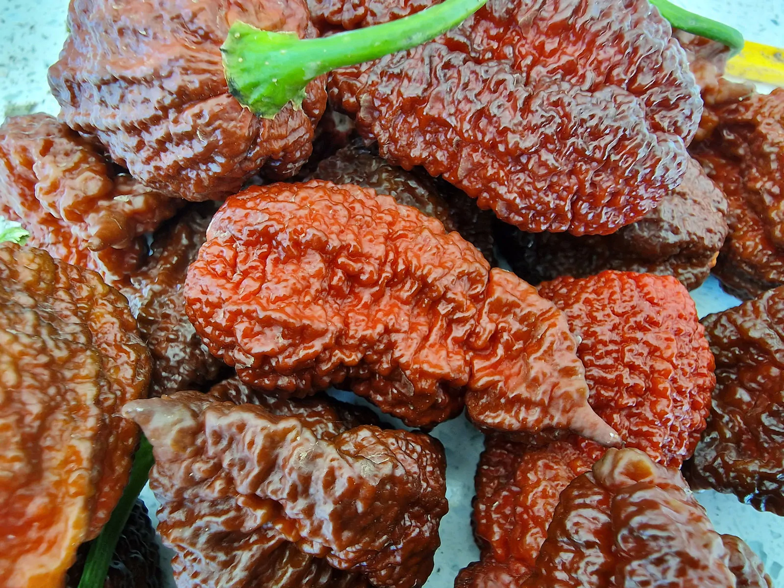 Big Black Mama Chilli Seeds - Image 3