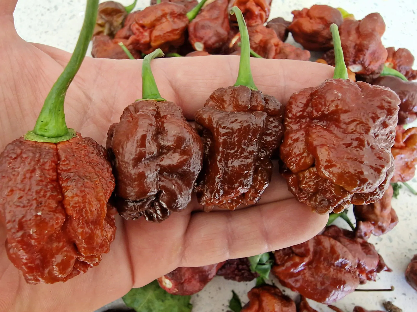 Borg 9 Chocolate Chilli Seeds - Image 3
