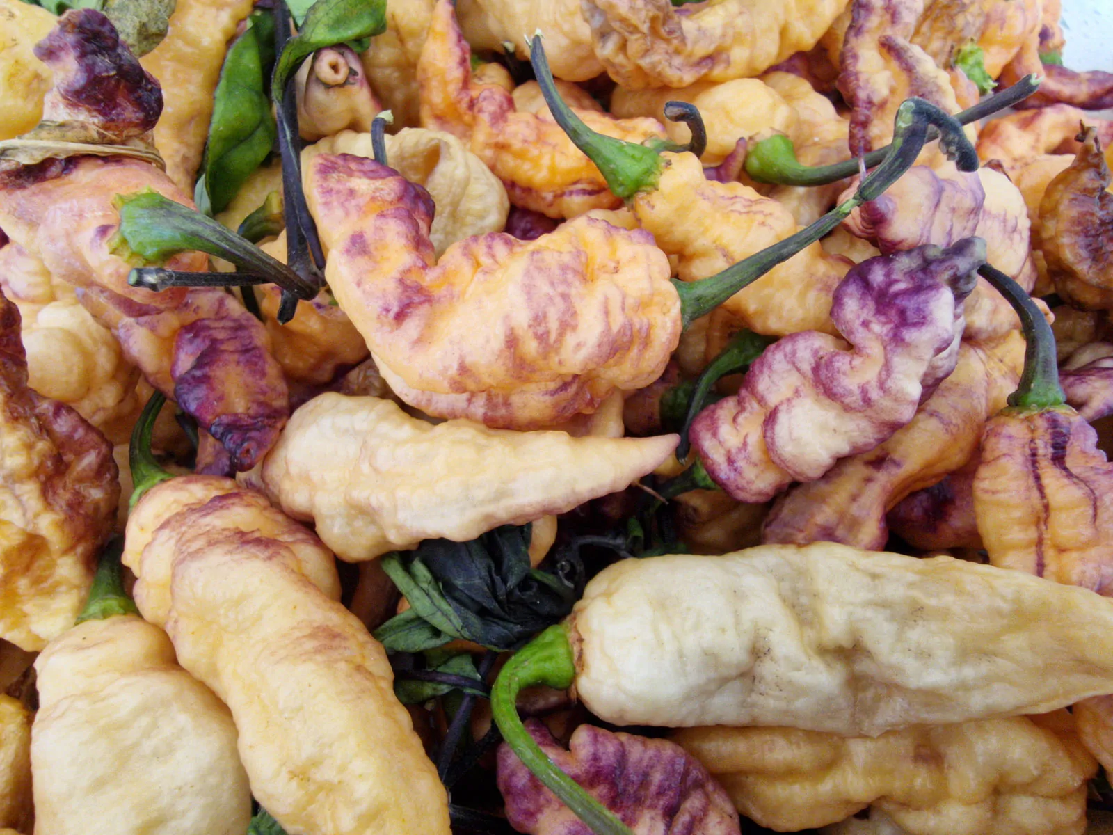 Thors Thunderstorm Chilli Seeds - Image 7