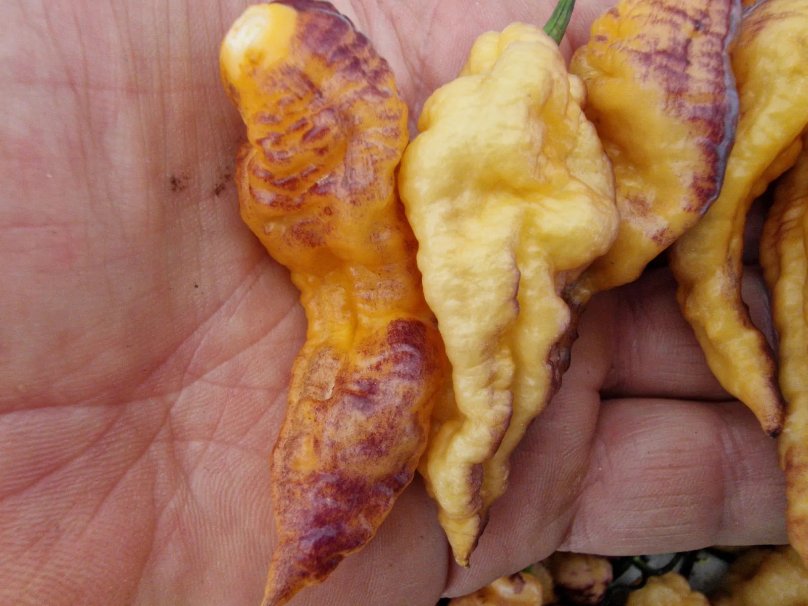 Thors Thunderstorm Chilli Seeds - Image 8