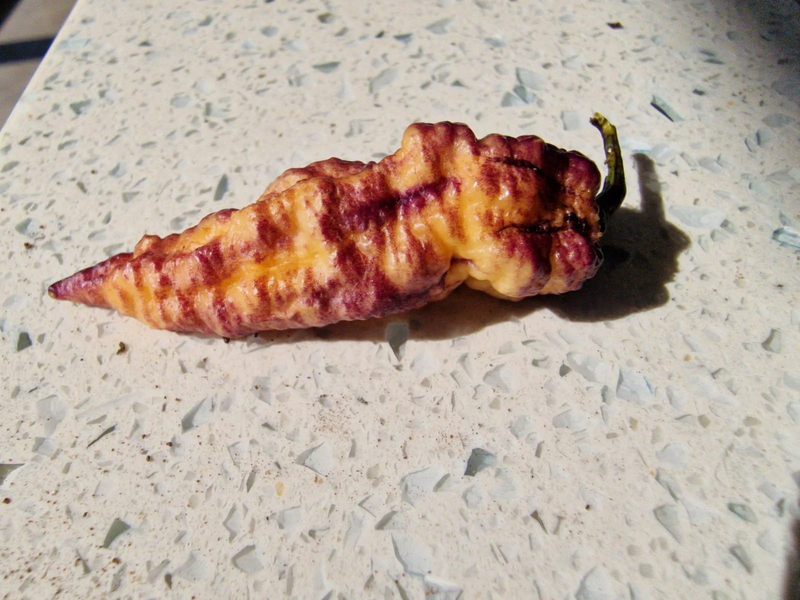 Thors Thunderstorm Chilli Seeds - Image 3