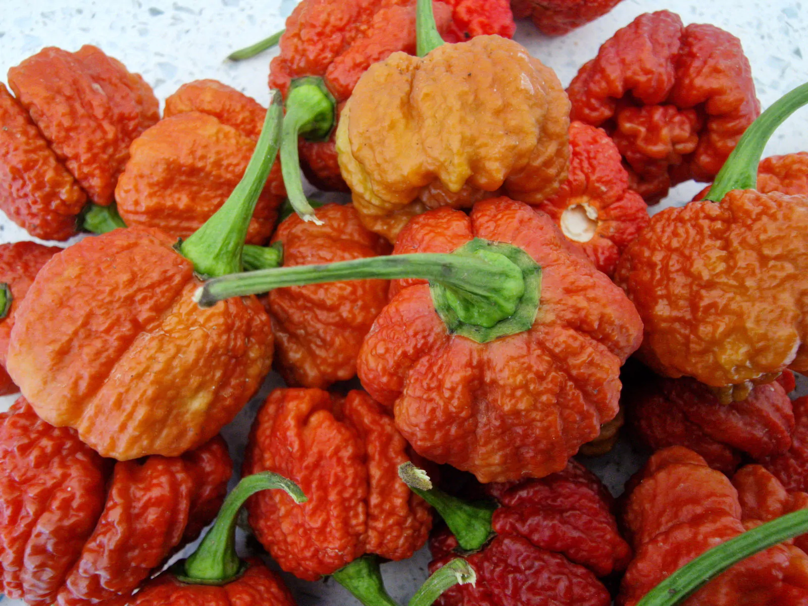 Carolina Reaper Caramel Chilli Seeds