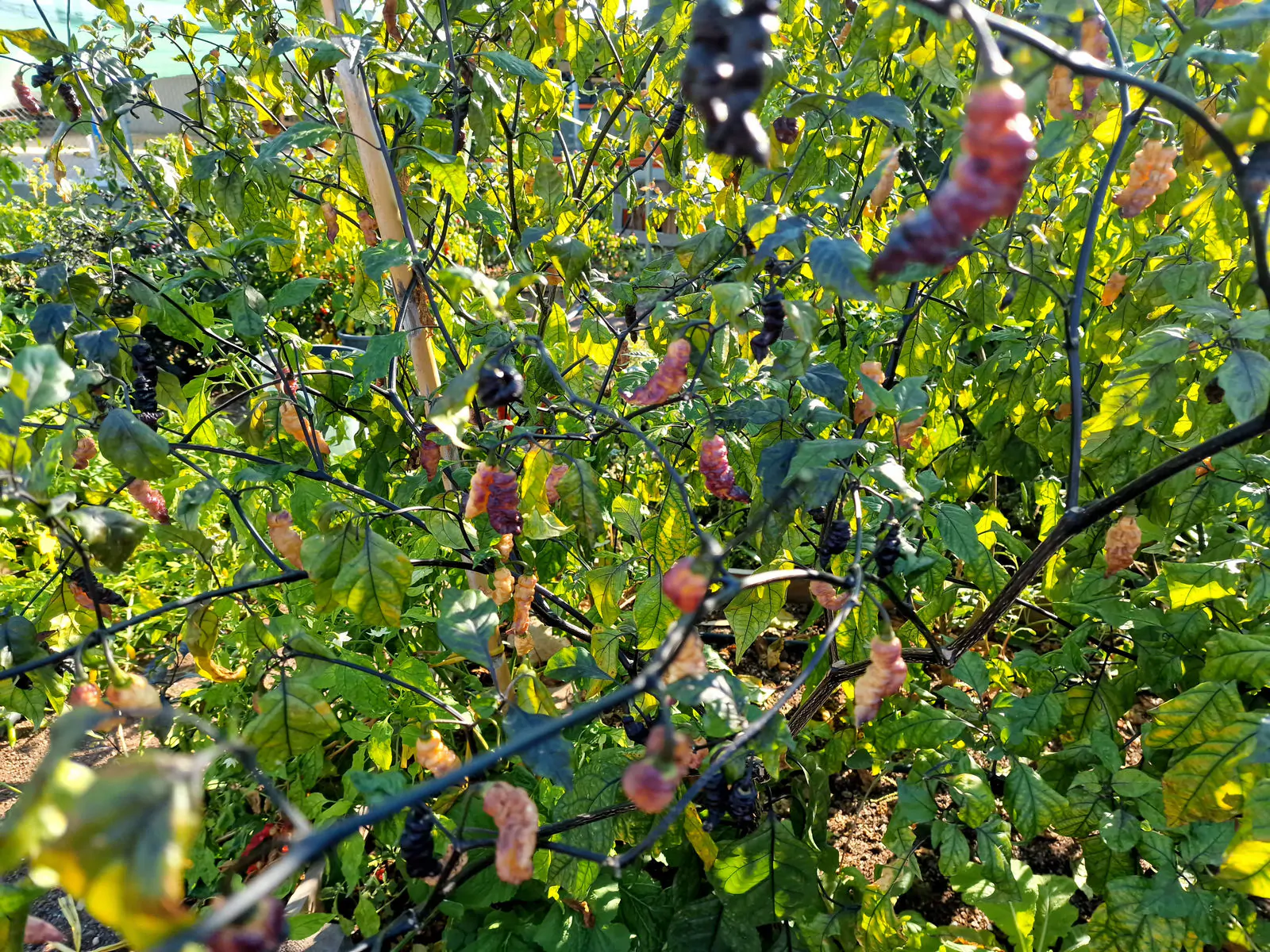 Thors Thunderbolt Chilli Seeds - Image 10