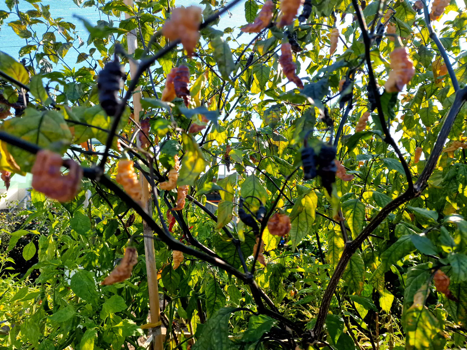 Thors Thunderbolt Chilli Seeds - Image 12