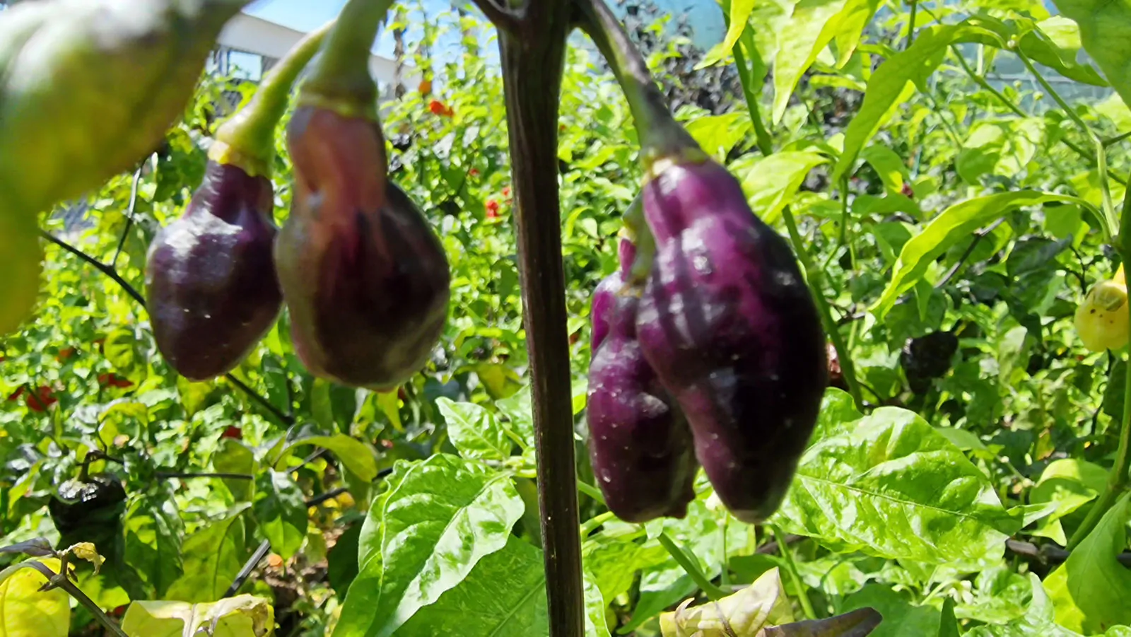 Neyde White Bullet Chilli Seeds - Image 5