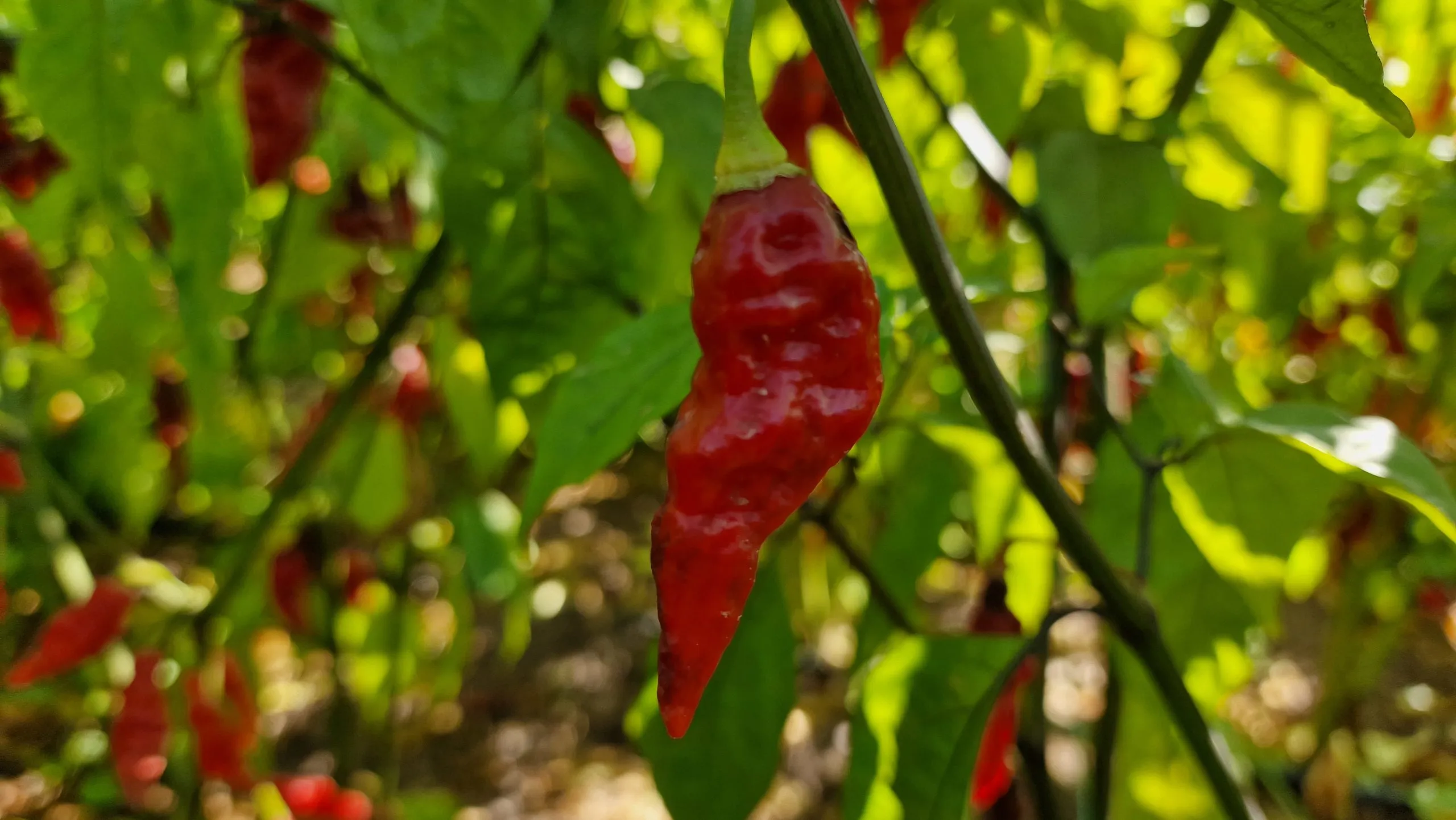 Black Ghost Chilli Seeds - Image 2