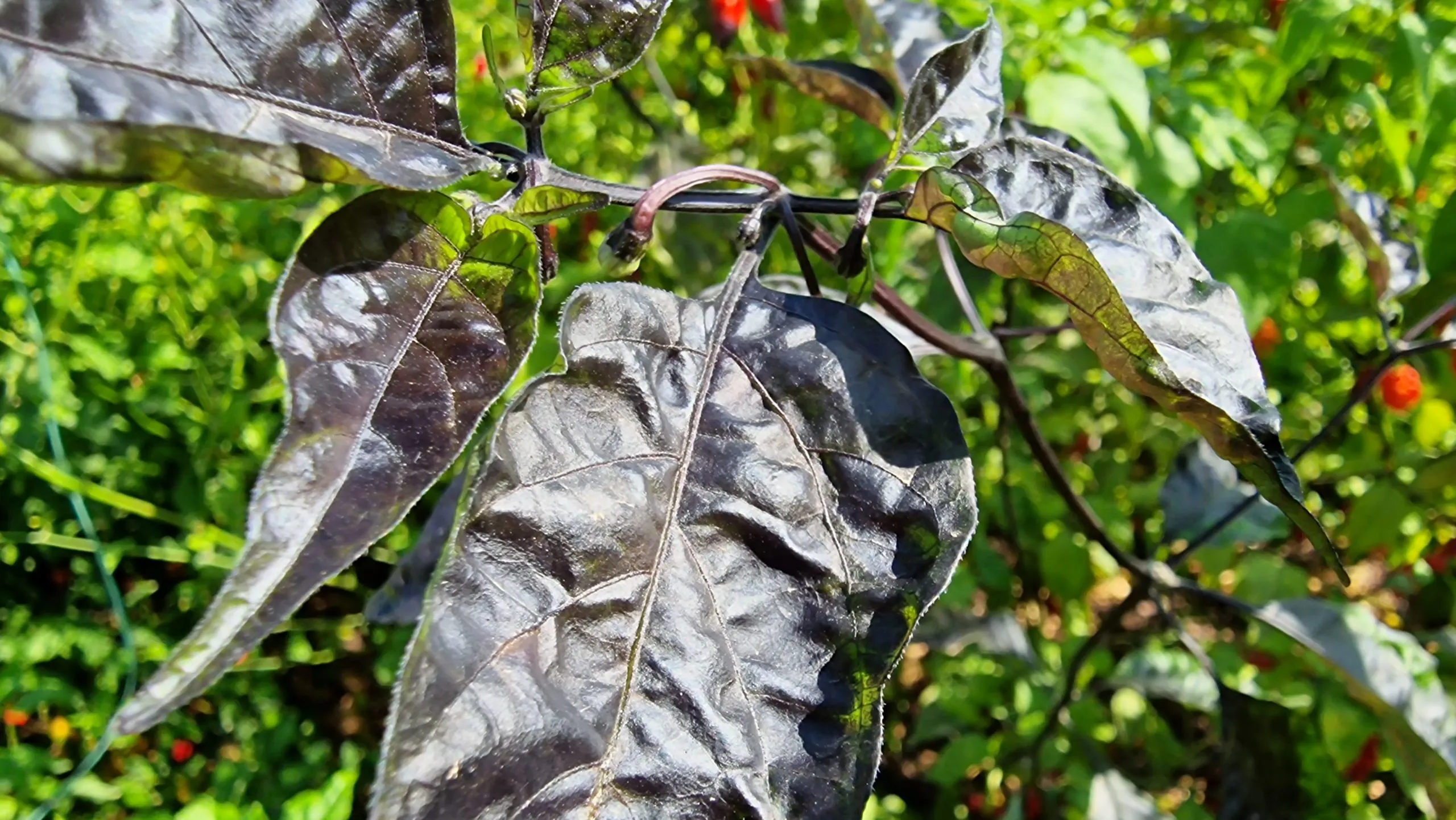 Black Ghost Chilli Seeds - Image 3