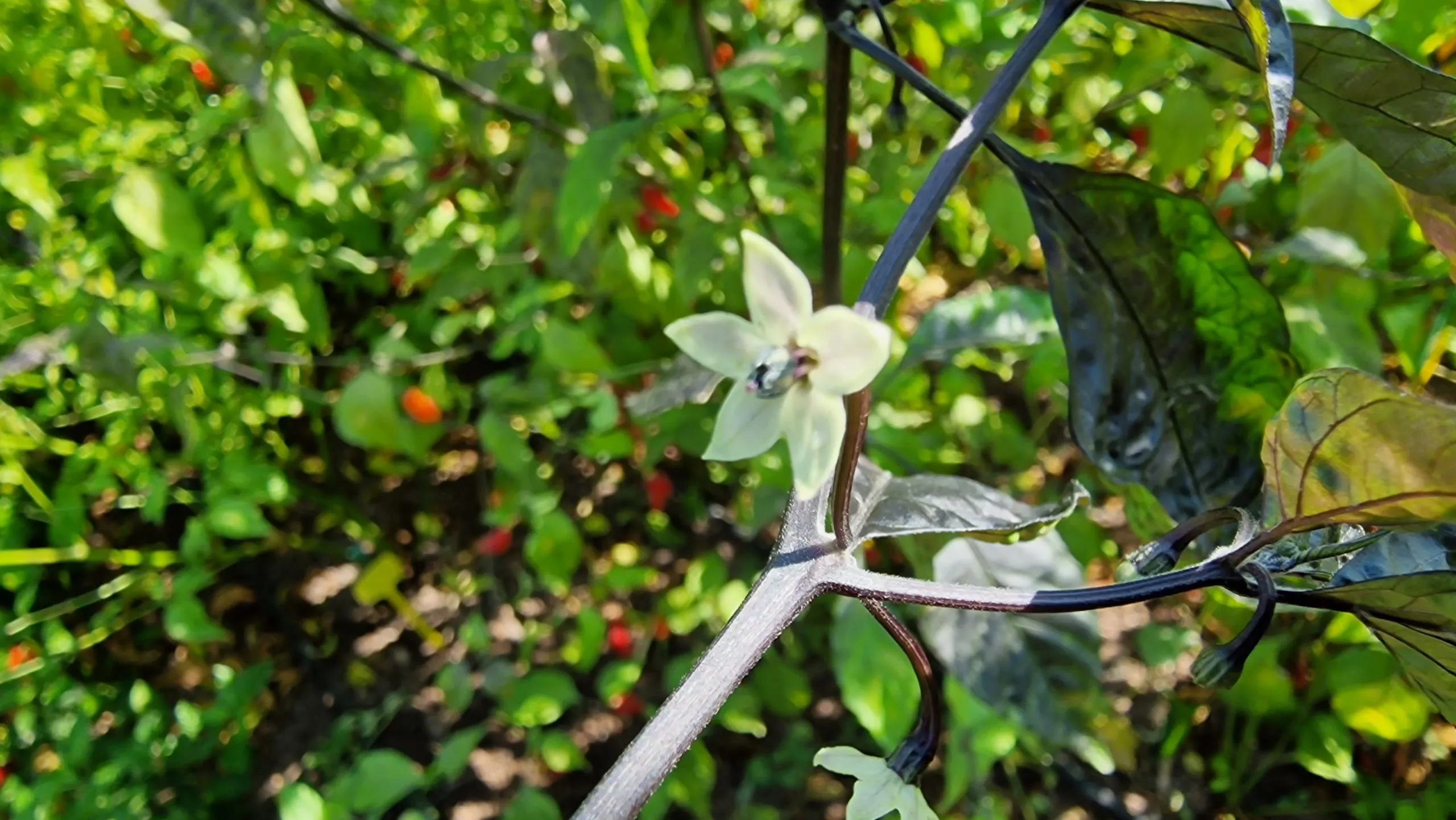Black Ghost Chilli Seeds - Image 4