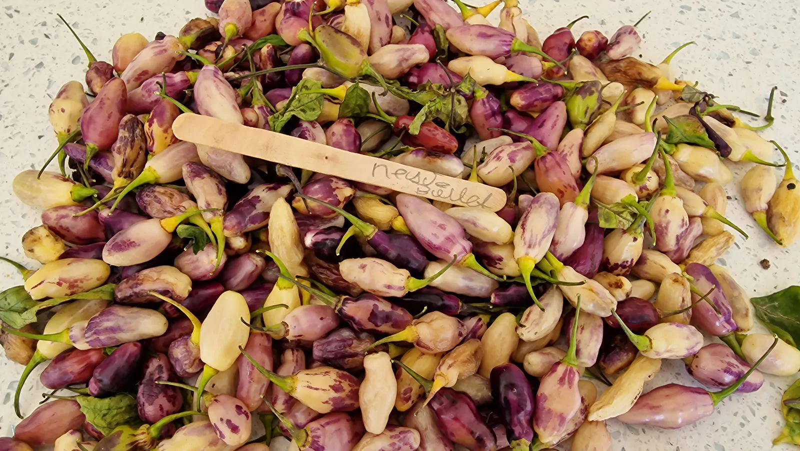 Neyde White Bullet Chilli Seeds - Image 7