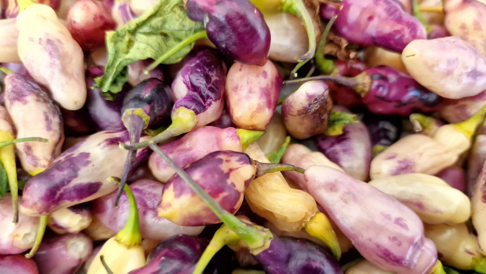 Neyde White Bullet Chilli Seeds - Image 3