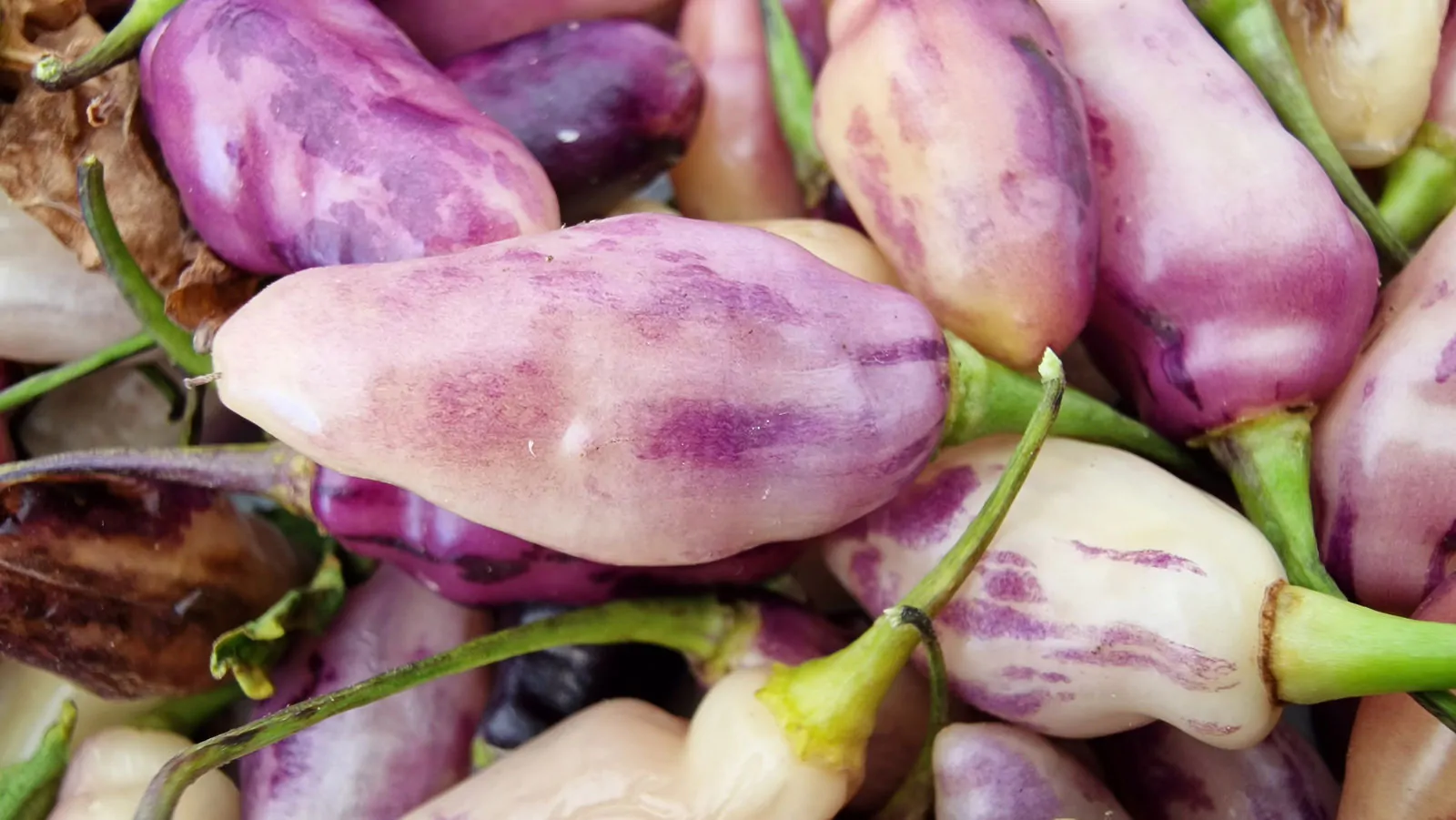 Neyde White Bullet Chilli Seeds - Image 4