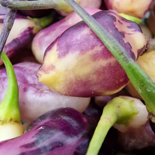 Neyde White Bullet Chilli Seeds