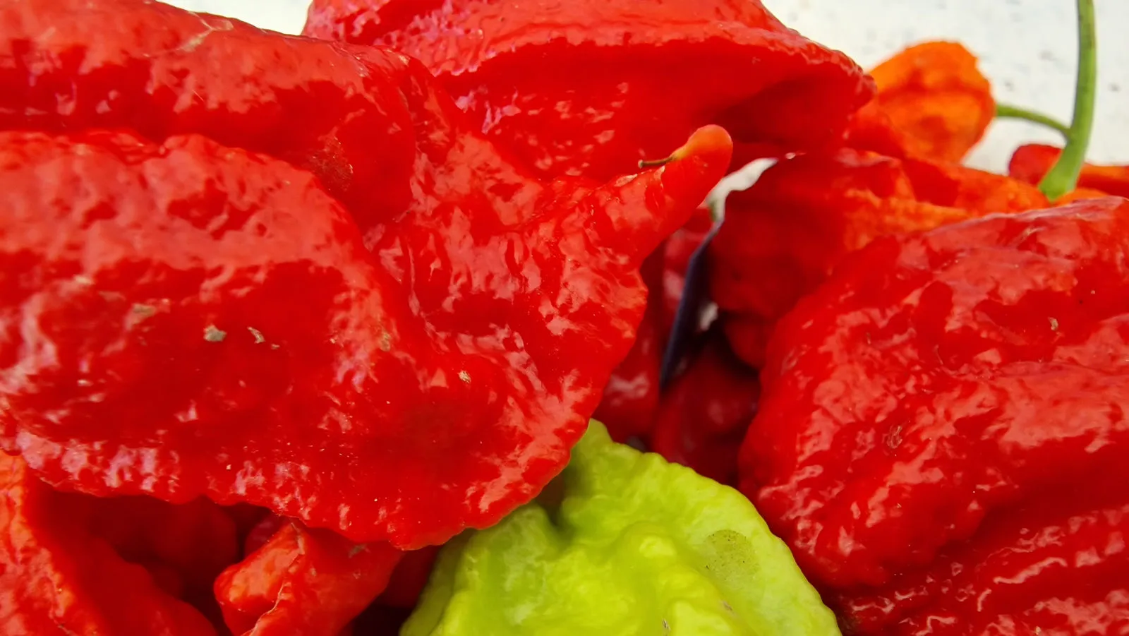 Mutant X Chilli Seeds - Image 5