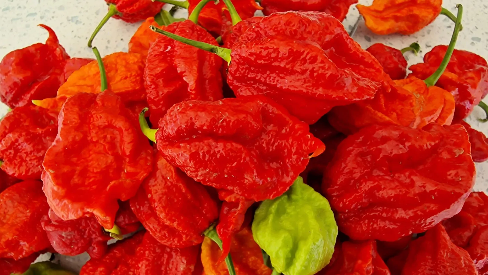 Mutant X Chilli Seeds - Image 6