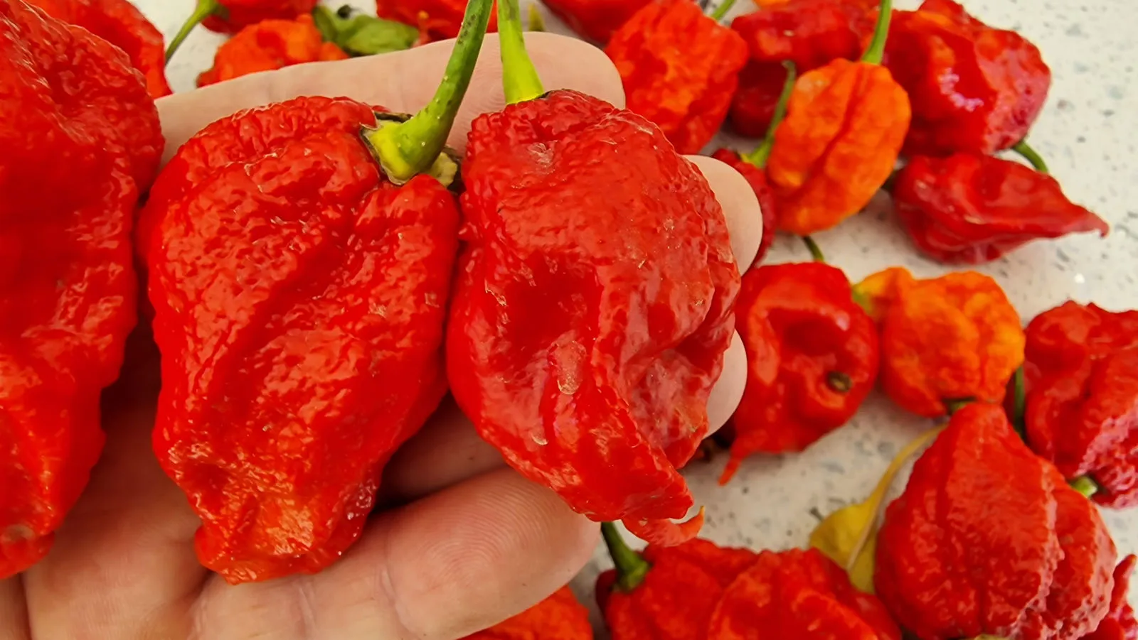 Mutant X Chilli Seeds - Image 2