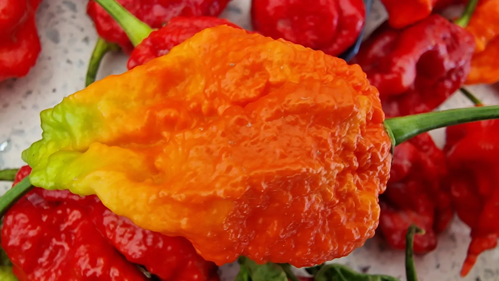 Mutant X Chilli Seeds - Image 3