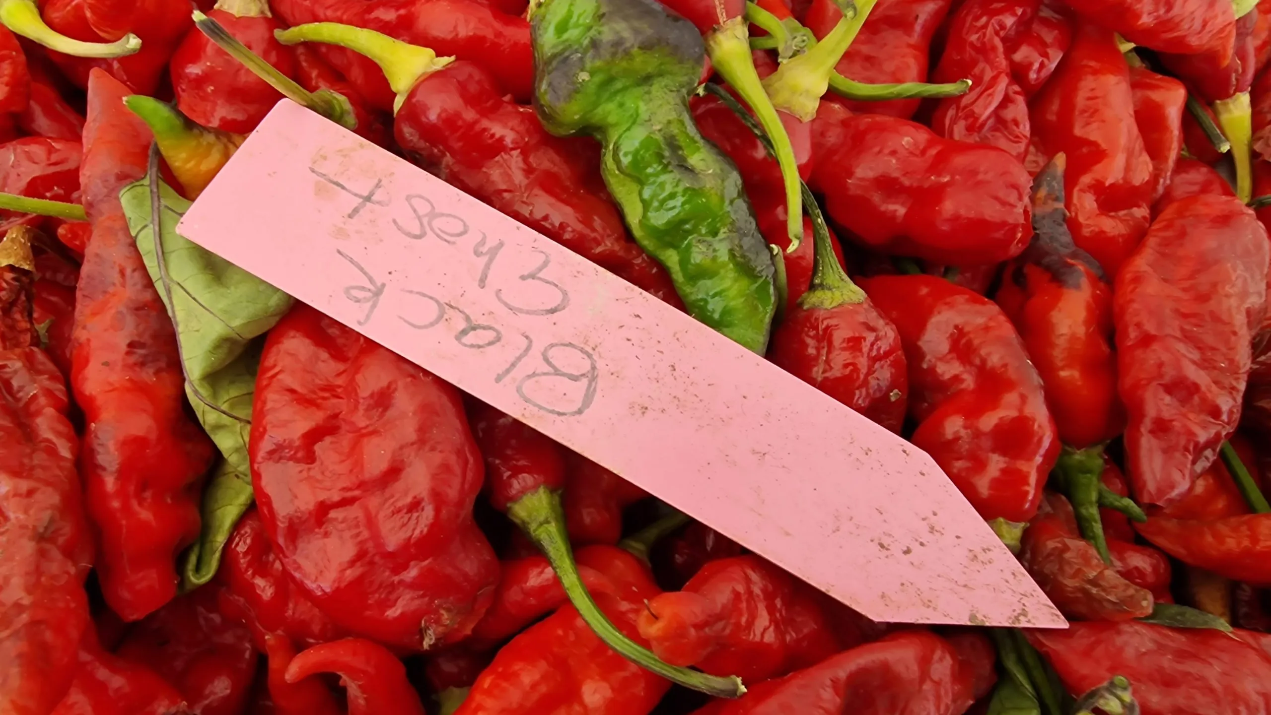 Black Ghost Chilli Seeds - Image 5